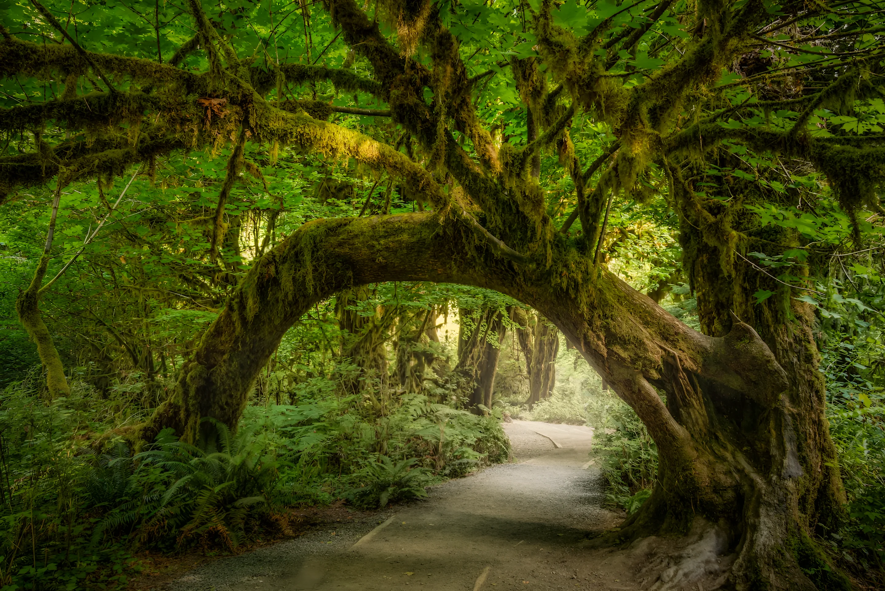 The jaw-dropping Hall of Mosses in Olympic National Park looks like something out of a storybook forest. (Cavan Images / Shawna Kozel via Getty Images)