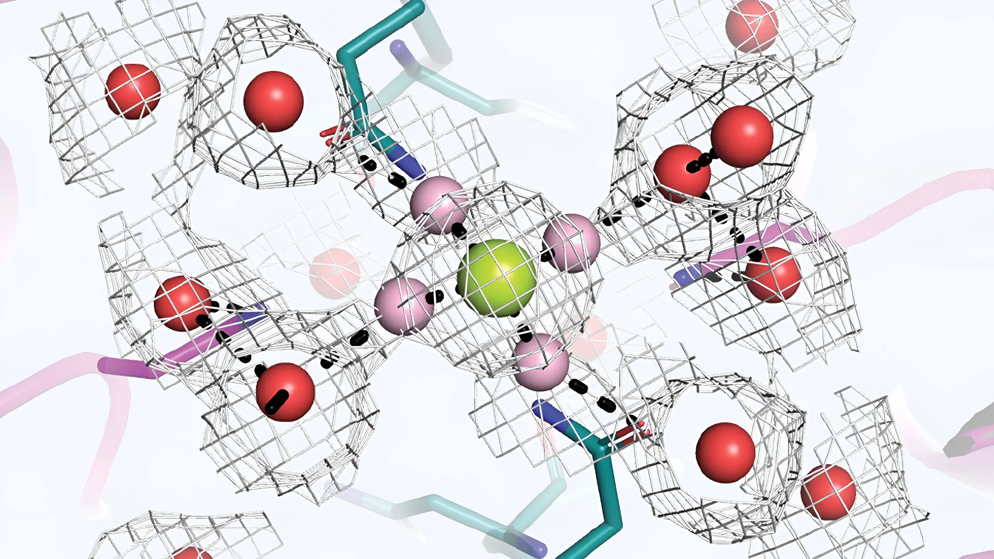A yellow magnesium ion (Mg2+) blocks the NMDAR channel, surrounded by interacting water molecules (pink) and polar bonds (dotted lines) viewed from the Asn cage.