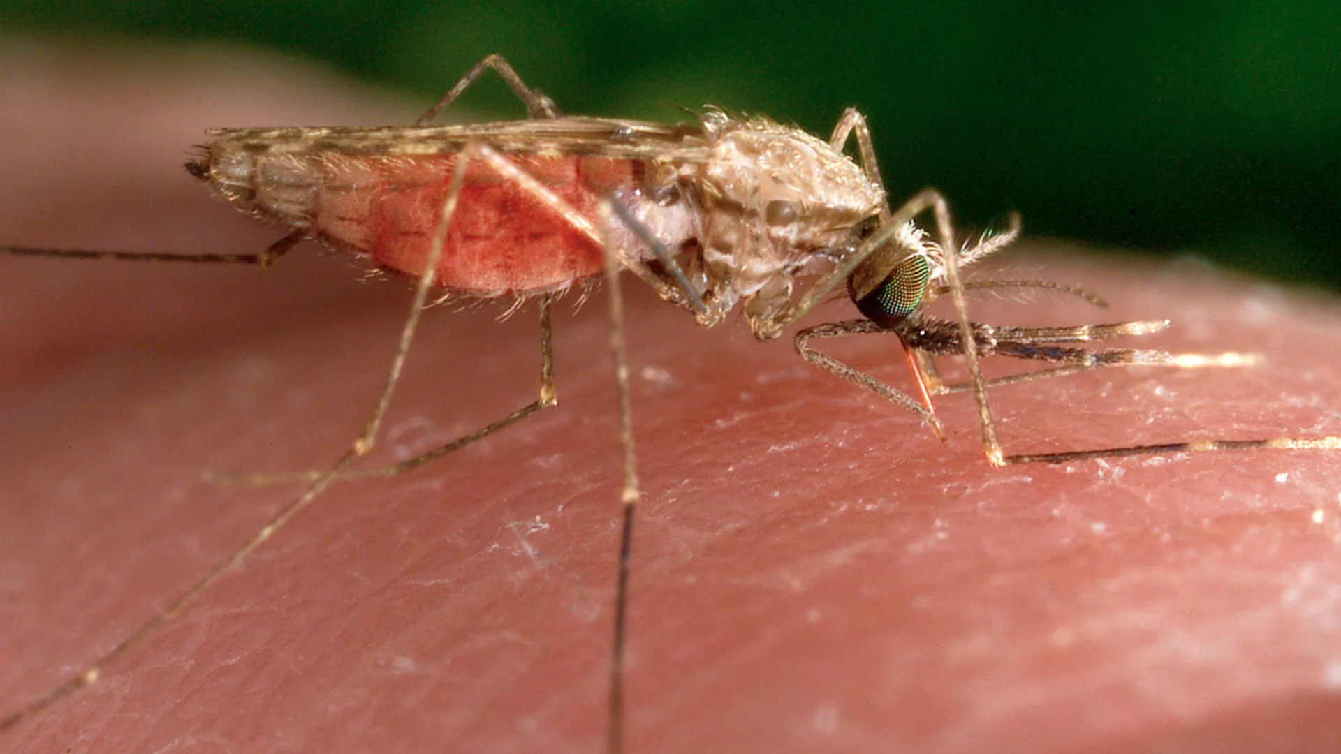 Experts have advised travellers to keep using Deet-based products despite the findings. Photograph: James Gathany/AP
