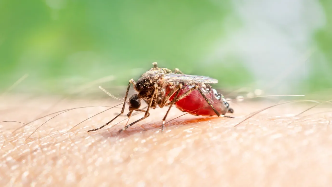 Repellents can fend off yellow fever mosquitoes (Aedes aegypti, shown) on the hunt for blood, but a new study suggests that the insects can learn to associate the common repellent DEET with a meal.  Puripat1981/iStock/Getty Images Plus