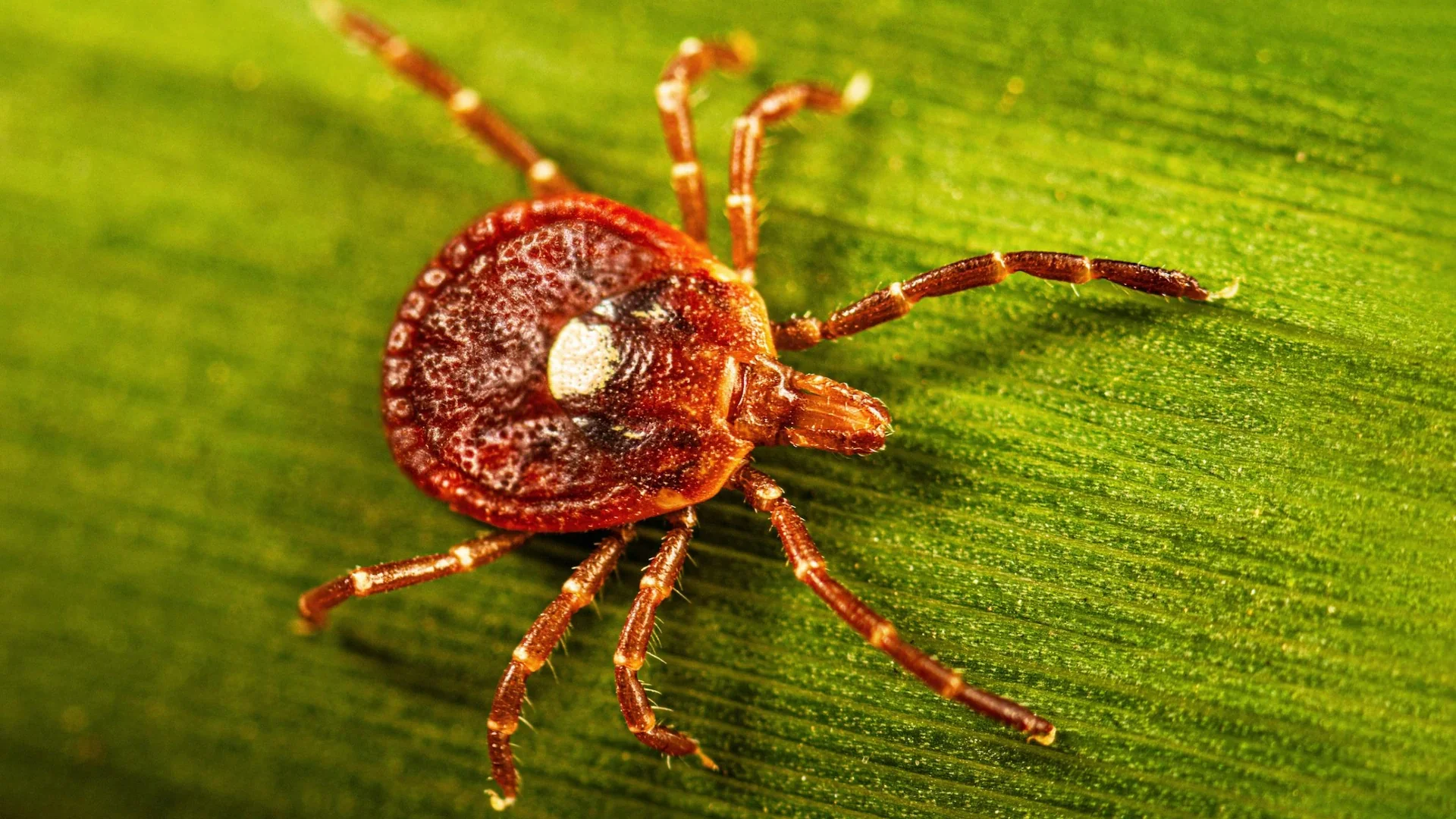 The lone star tick is spreading on Martha’s Vineyard, causing health scares and a wave of food allergies Credit: Smith Collection/Gado