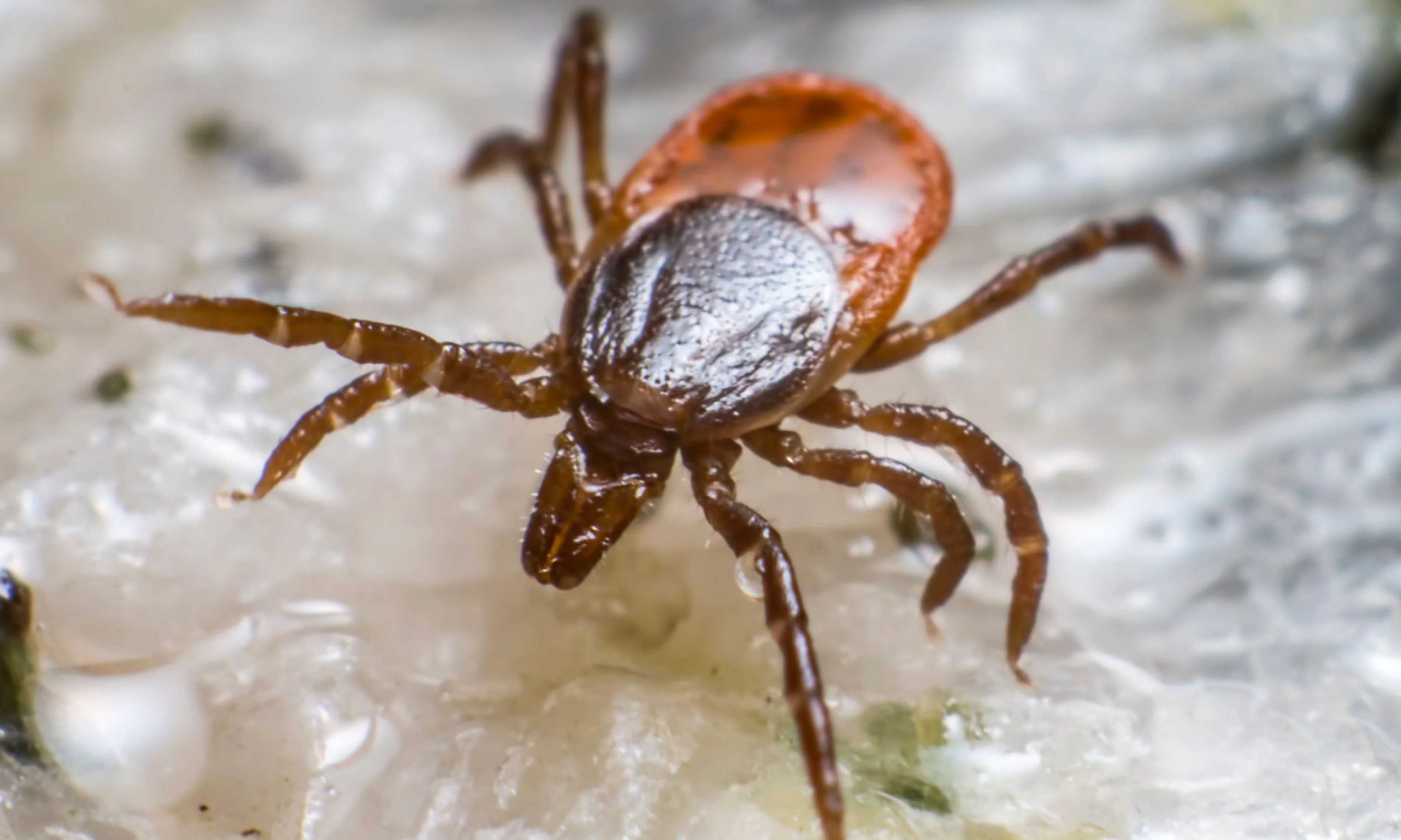 The link between tick bites and meat allergies was described in 2007 and has since been confirmed around the world. Photograph: Erik Karits/Alamy