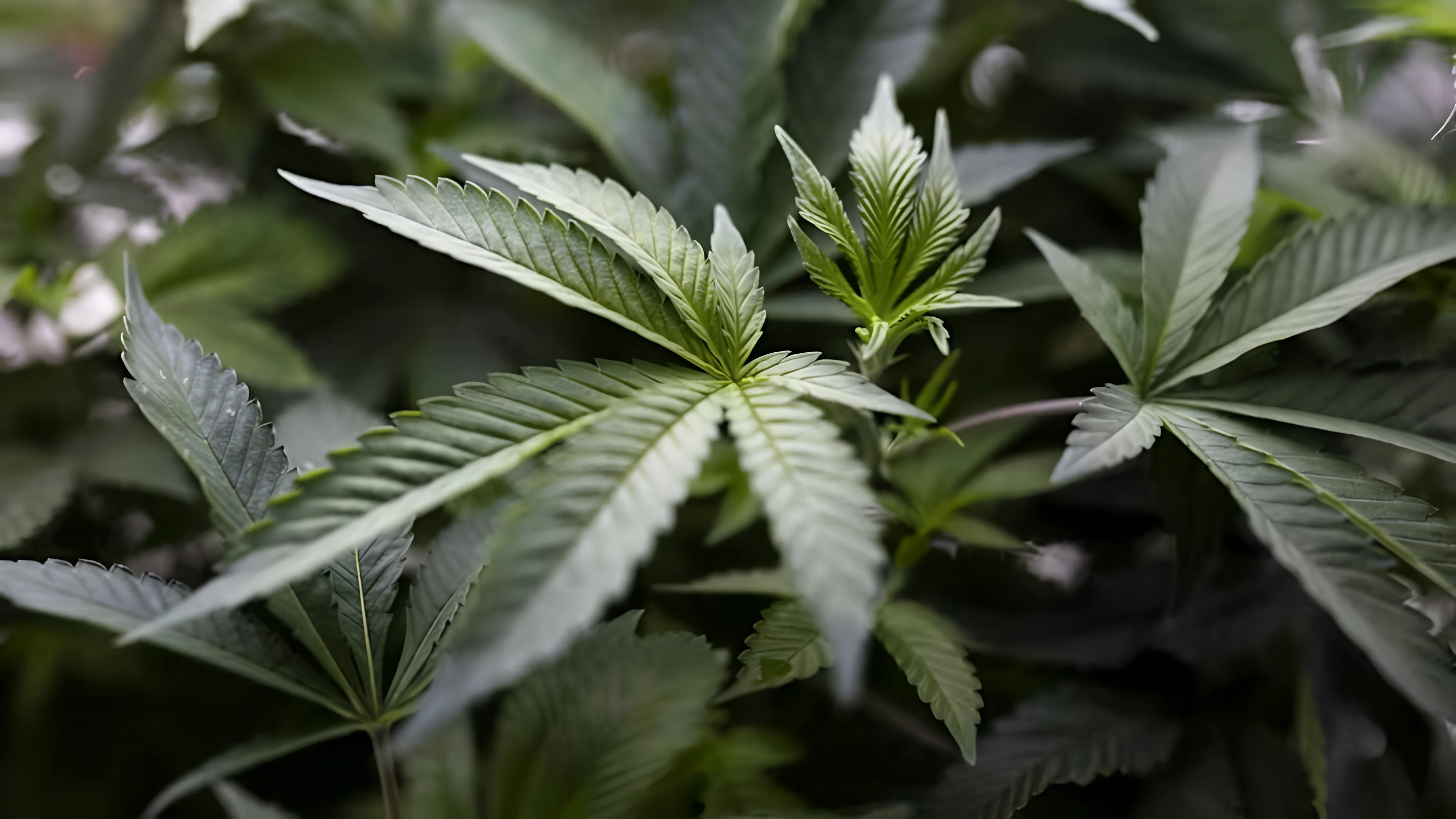 Cannabis Terpenes Relieve Chronic Pain in Preclinical Study — Without the Psychoactive Effect