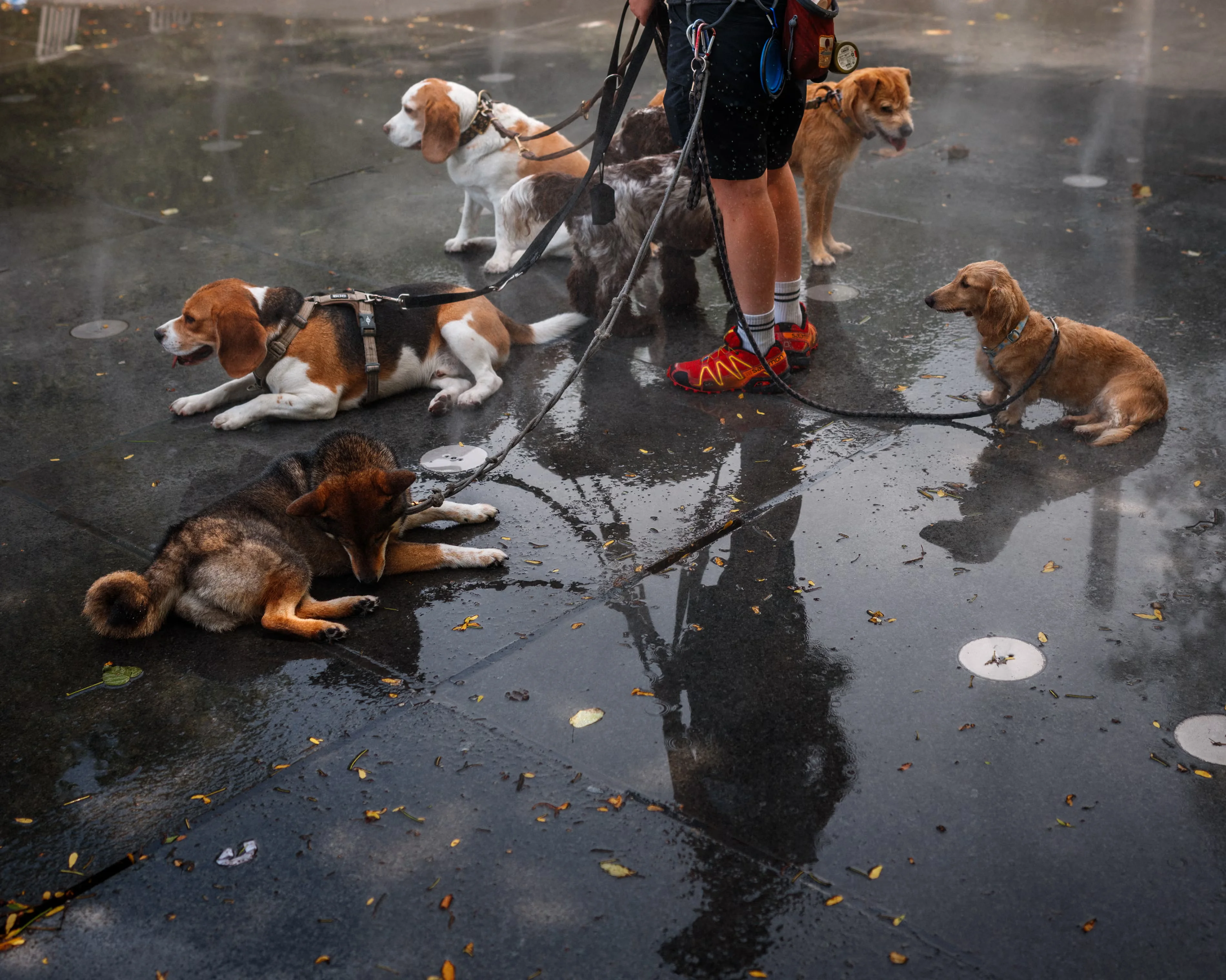 A dog walker cools off her charges in a mist fountain in central Paris. Photograph: Dimitar Dilkoff/AFP/Getty Images