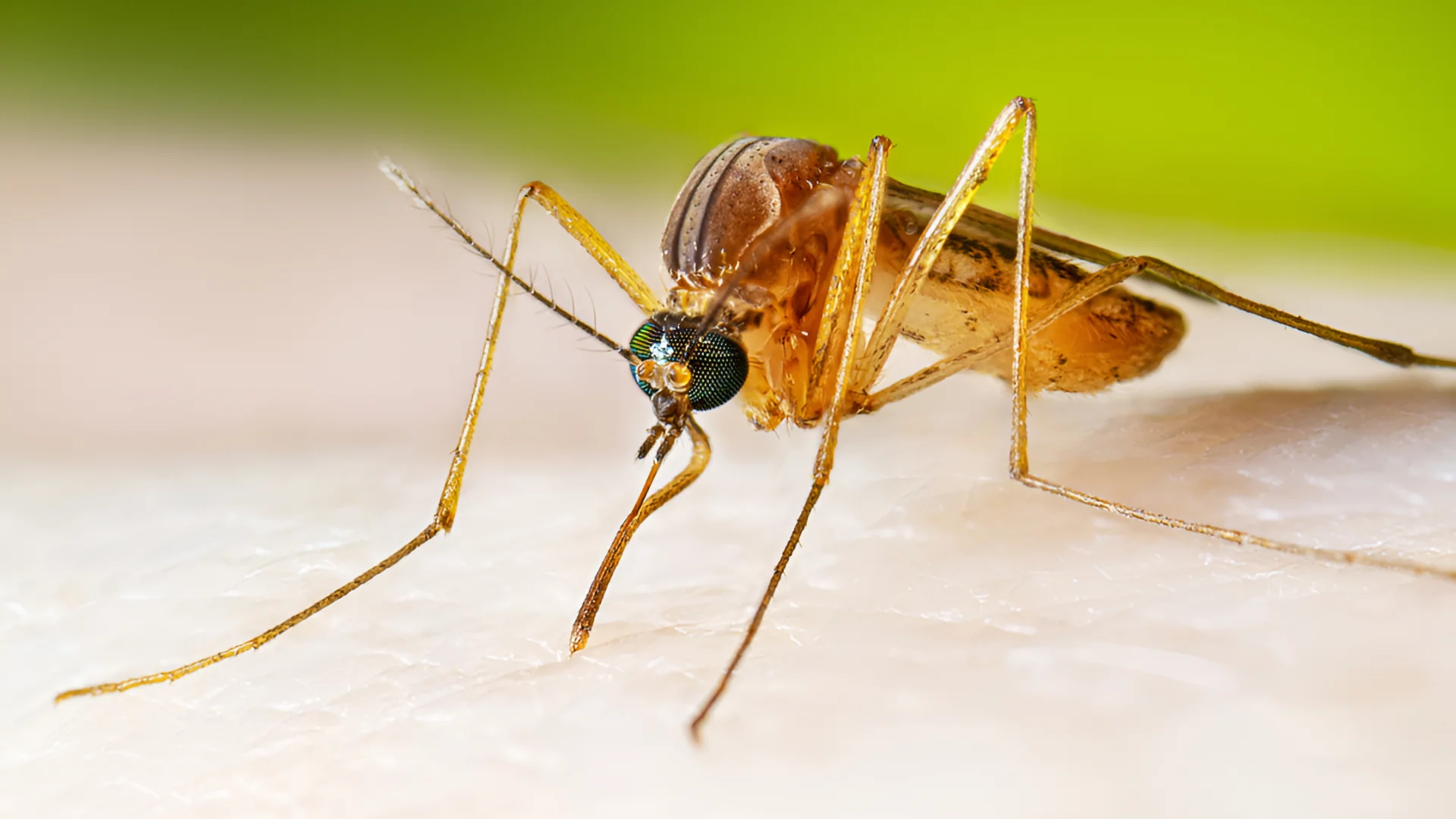 In this photo provided by the U.S. Centers for Disease Control and Prevention, a female Culex quinquefasciatus mosquito,