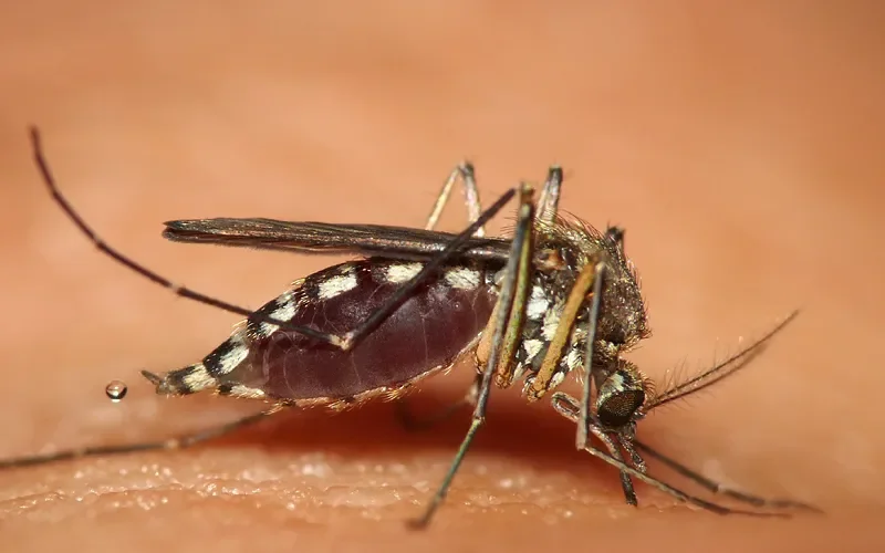 Mosquito from Pexels.com