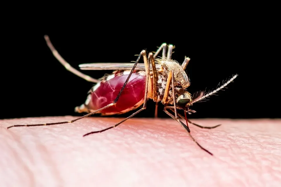Photo of mosquito courtesy California Department of Public Health