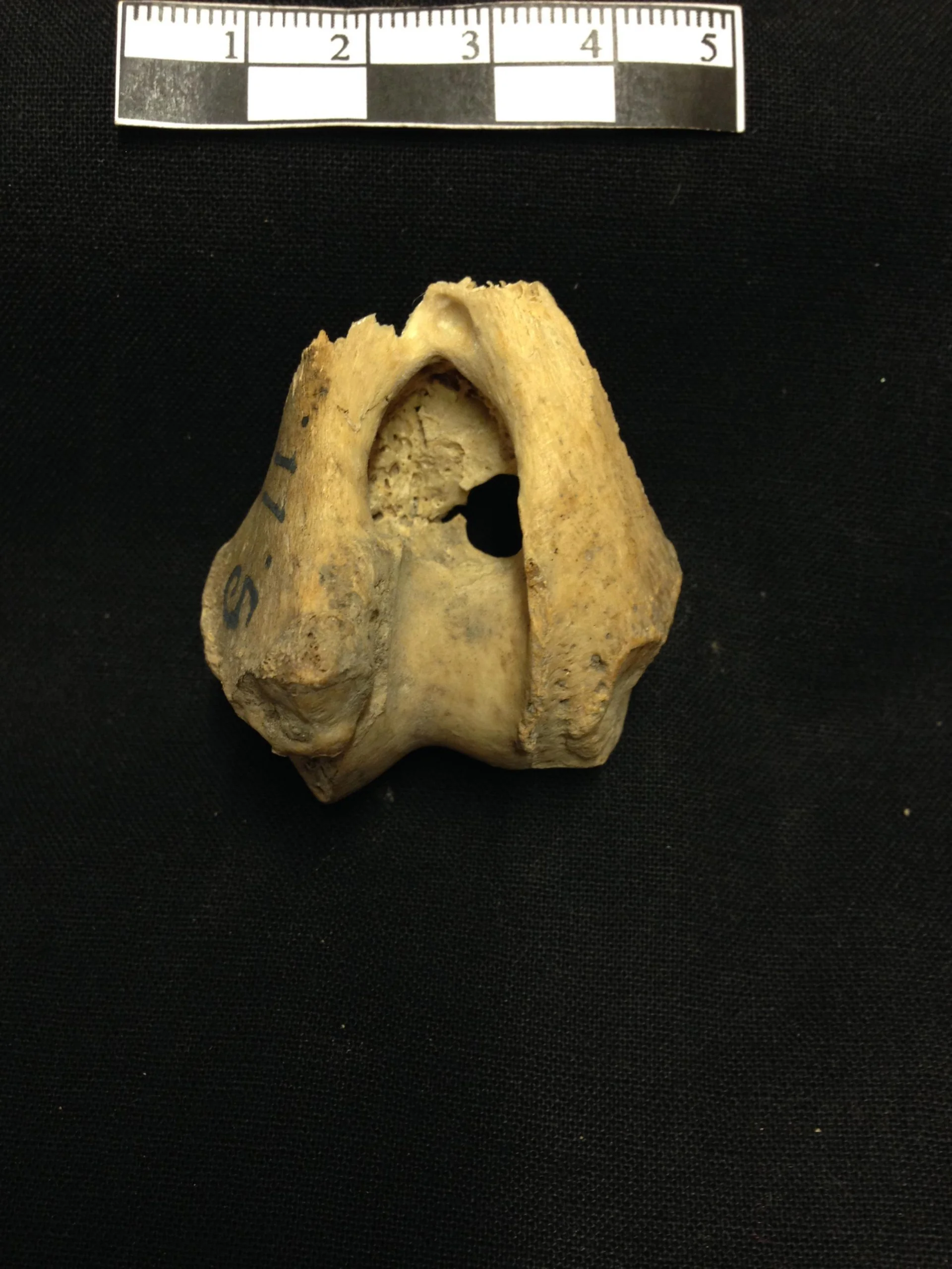 Detail of one of the upper arm bones from one of the wolves included in the study. Photo: Jan Storå/Stockholm University