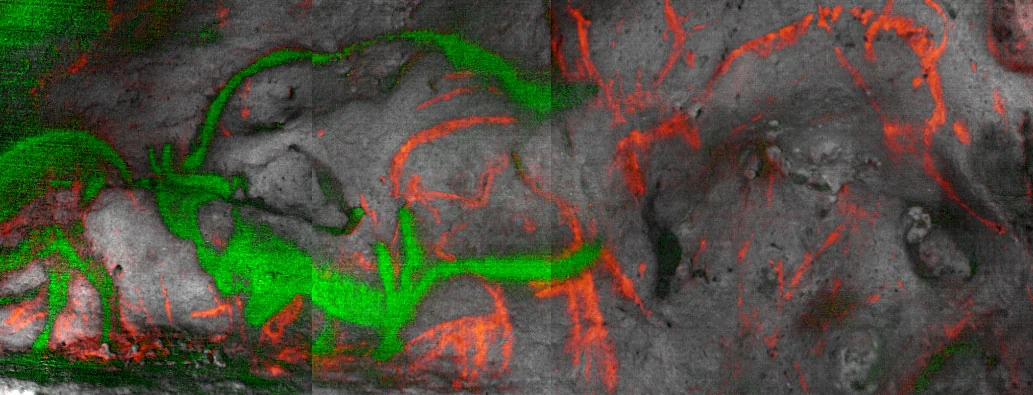 Hyperspectral image of Font-de-Gaume cave art showing carbon black paint in red and manganese oxide paint in green.