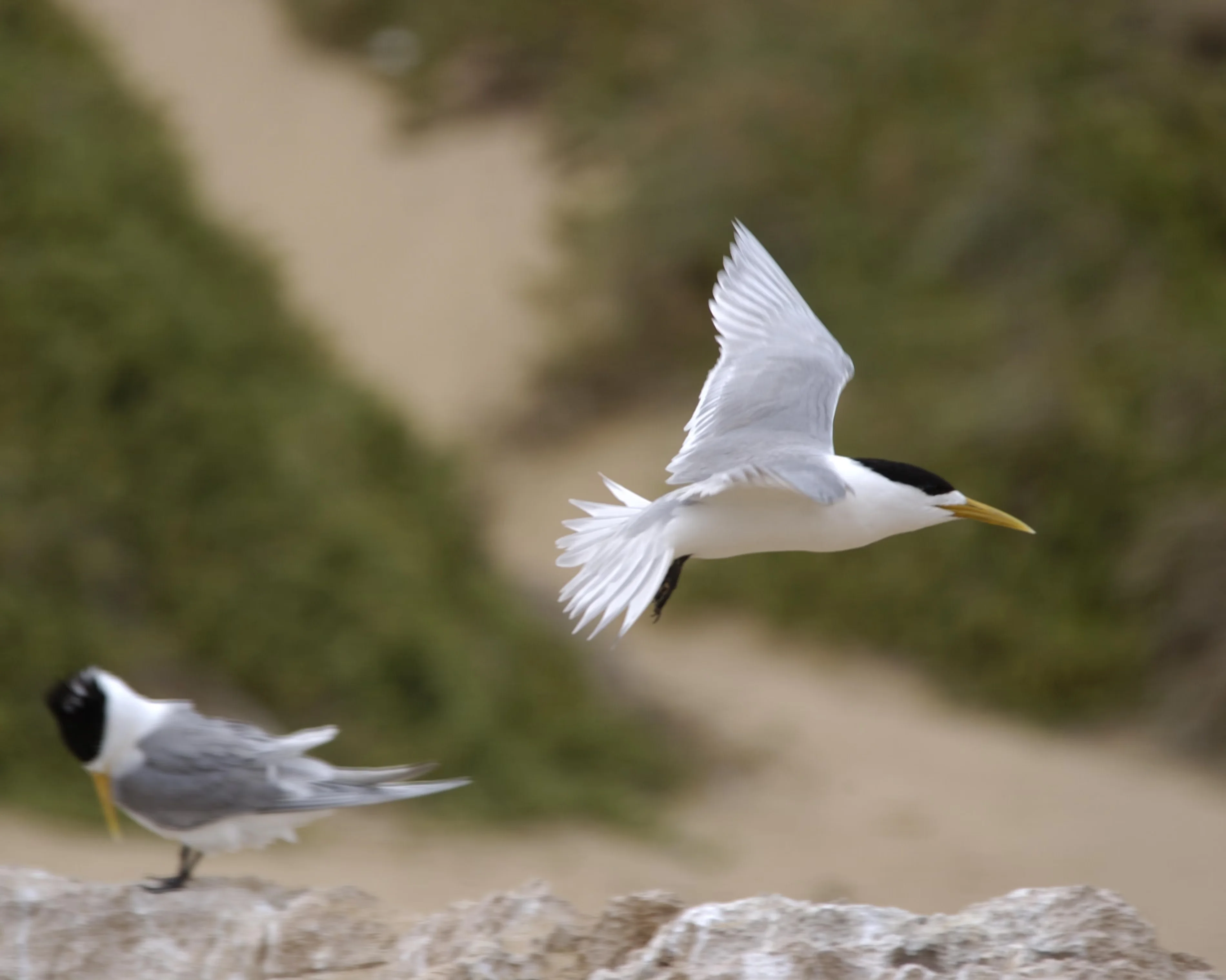 A ‘cluster’ of dead greater crested terns have been detected in south-west Victoria, the state government has announced. Photograph: Russotwins/Alamy