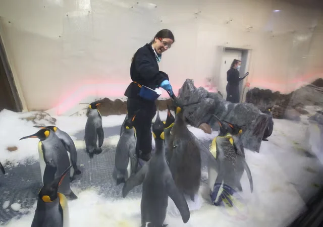 Penguin keepers feed the penguins in Melbourne (Getty)
