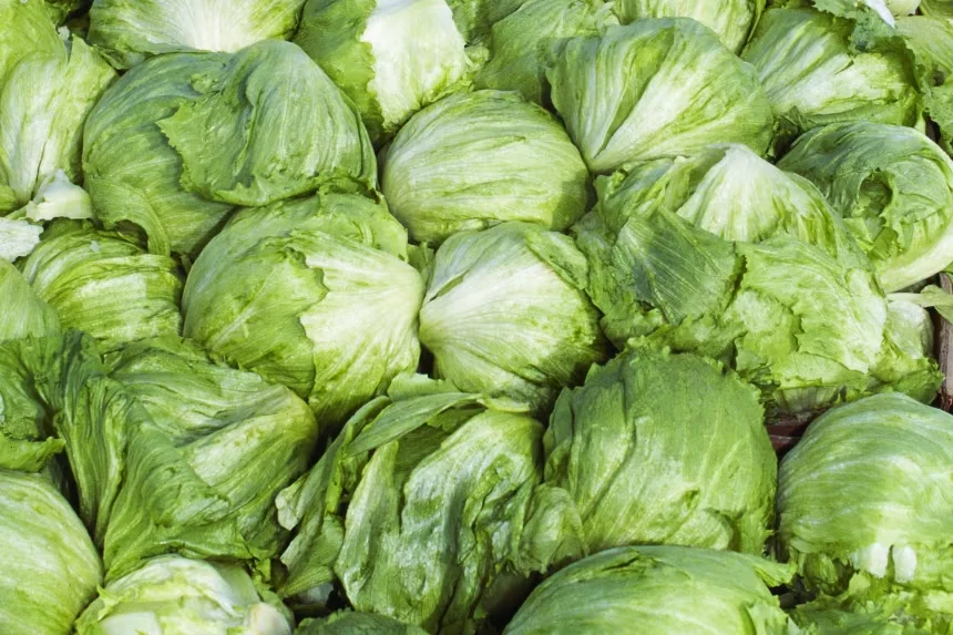 Experts believe that because lettuce is perishable, the produce that was making people sick was eaten or thrown away long ago. Tony Hertz/Universal Images Group/Getty Images/File