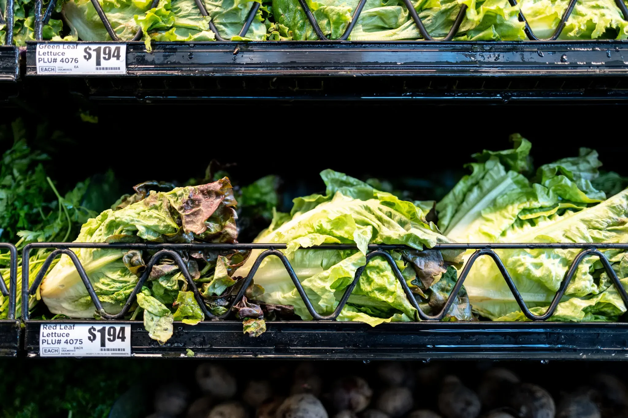 Health officials in Michigan said that lettuce or salad greens were a potential source of the recent outbreak of cyclosporiasis. Instead of buying bagged or pre-mixed salad kits, they recommended using whole heads of lettuce, discarding the outer layers and rinsing under running water. Credit Getty Images