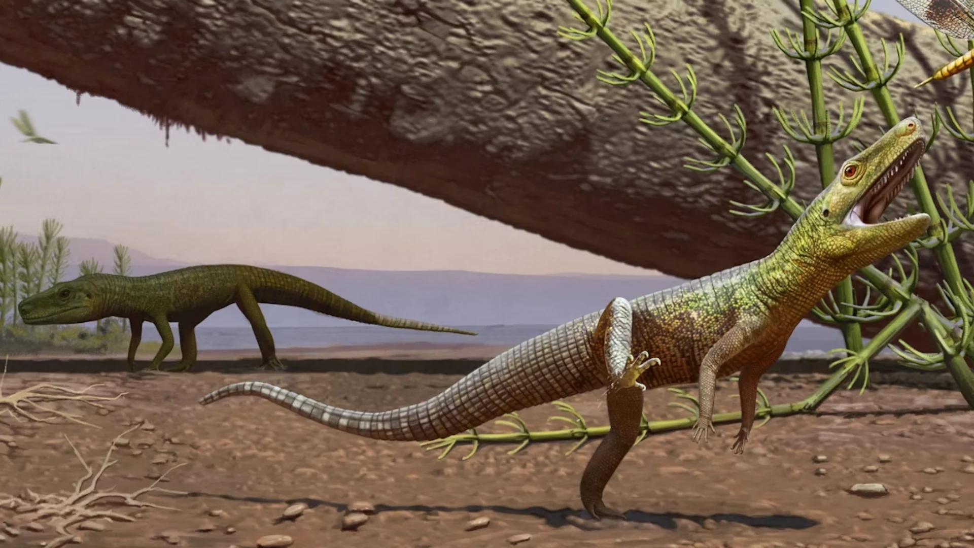 Illustration of Silescelida acristata, a 240-million-year-old reptile species. Credit: Matheus Fernandes.