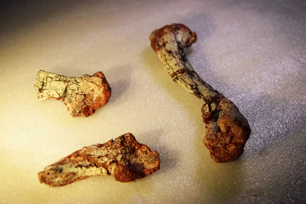 Rediscovered fossil fragment of Silescelida acristata. Credit: Rodrigo Temp Muller.