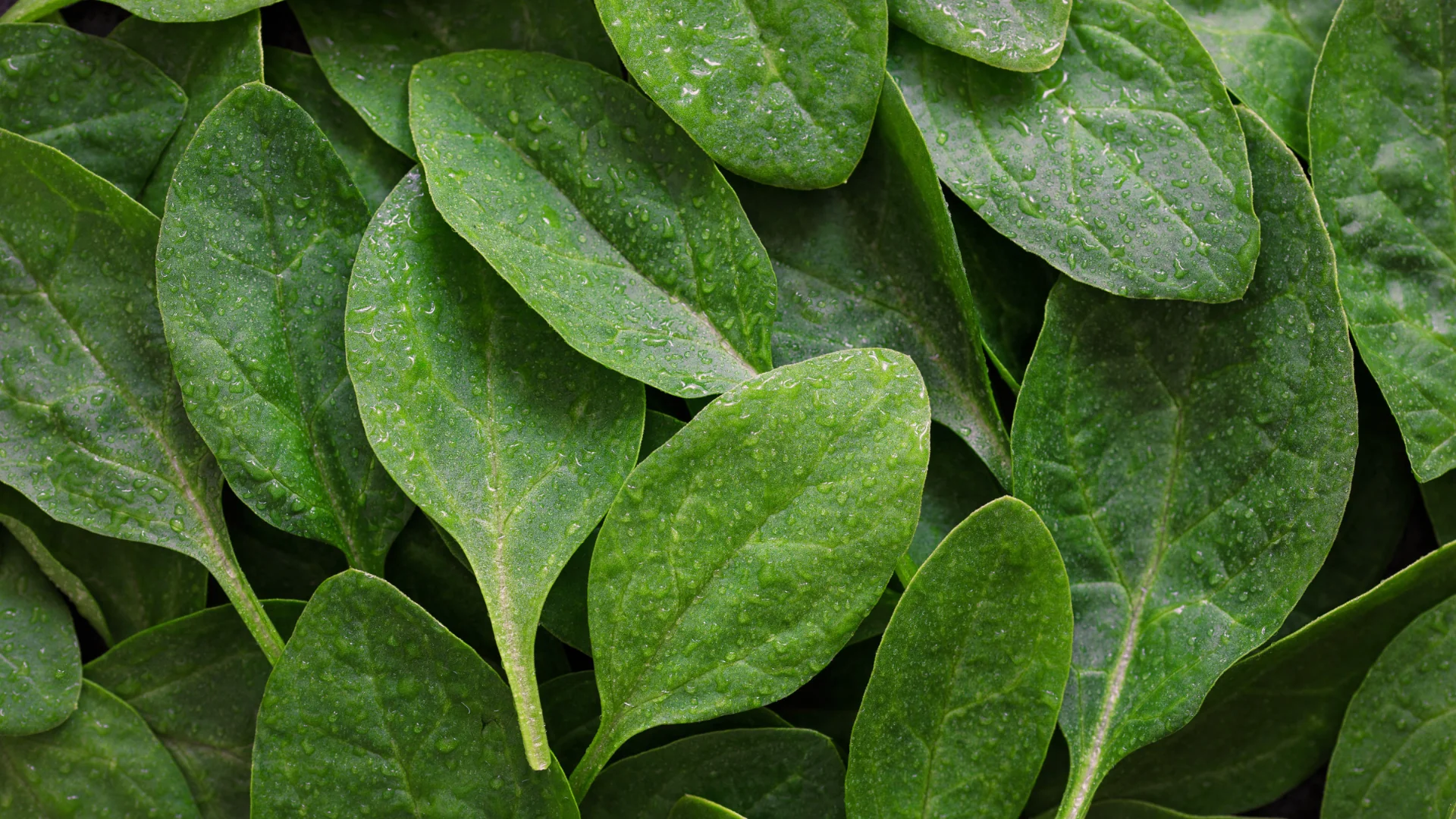 A close-up of a fresh spinach leaf with a water droplet, showcasing vibrant green color and texture. Photo: Victoria Bow