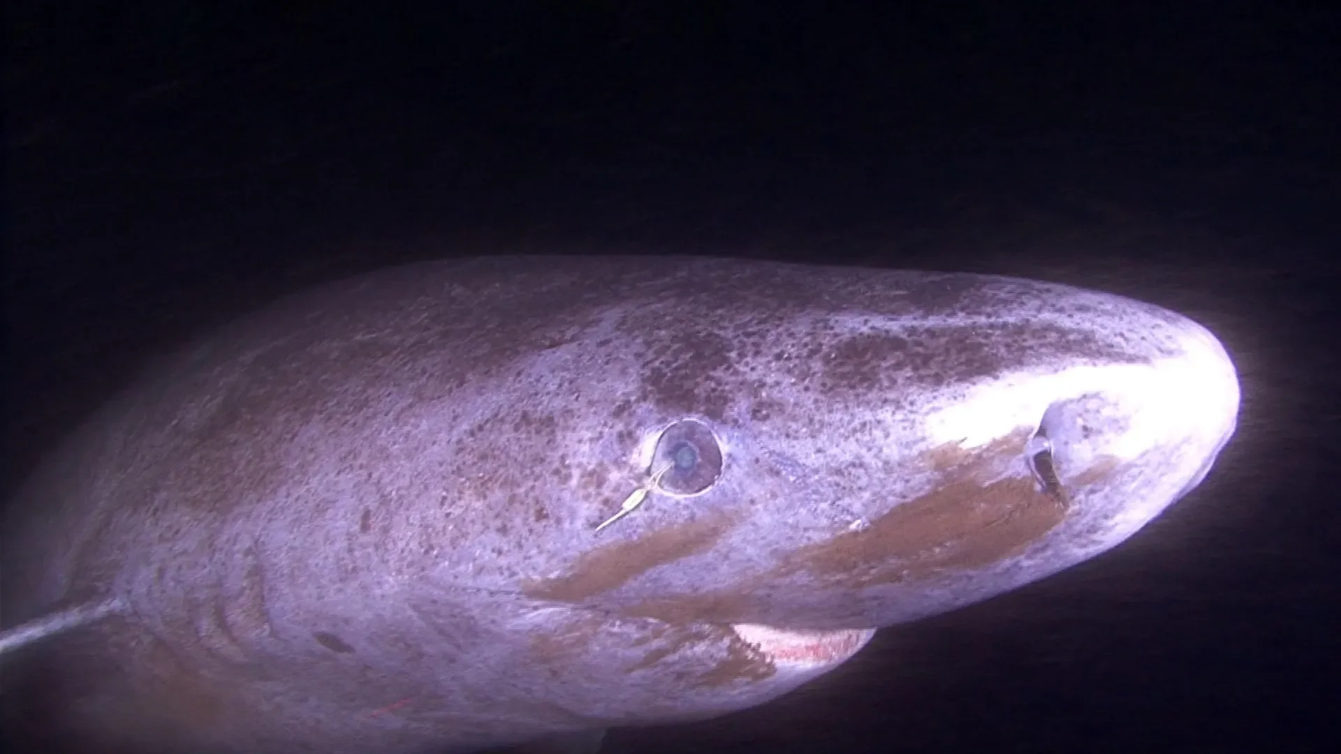 A Greenland shark swimming underwater in deep ocean waters. Photo: Ghislain Bardout.