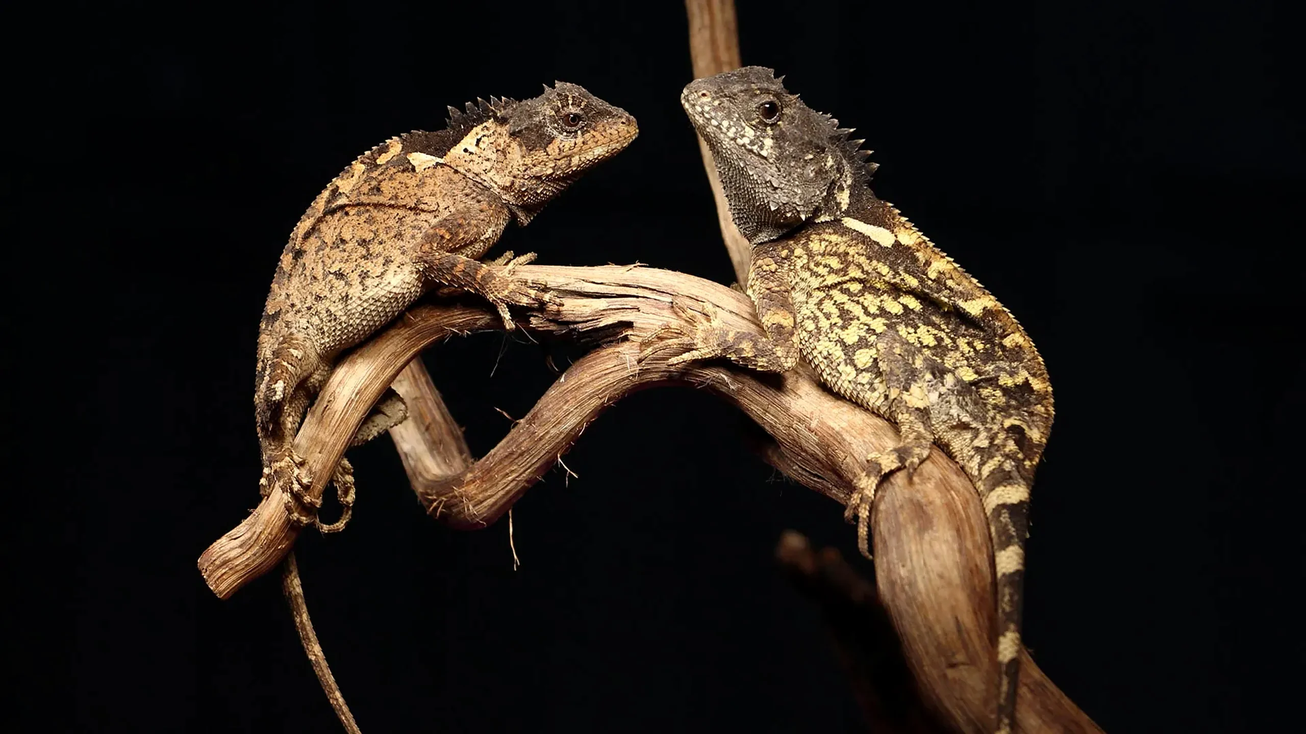 Adult female paratypes of the horned agamid lizard Acanthosaura syrax. Photo: Trivalairat et al., 2026.