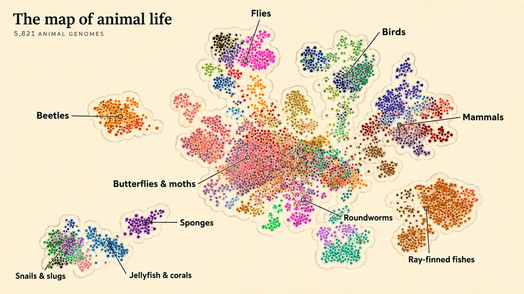 A dense, colorful t-SNE scatter plot mapping animal genome diversity, with thousands of dots forming distinct evolutiona