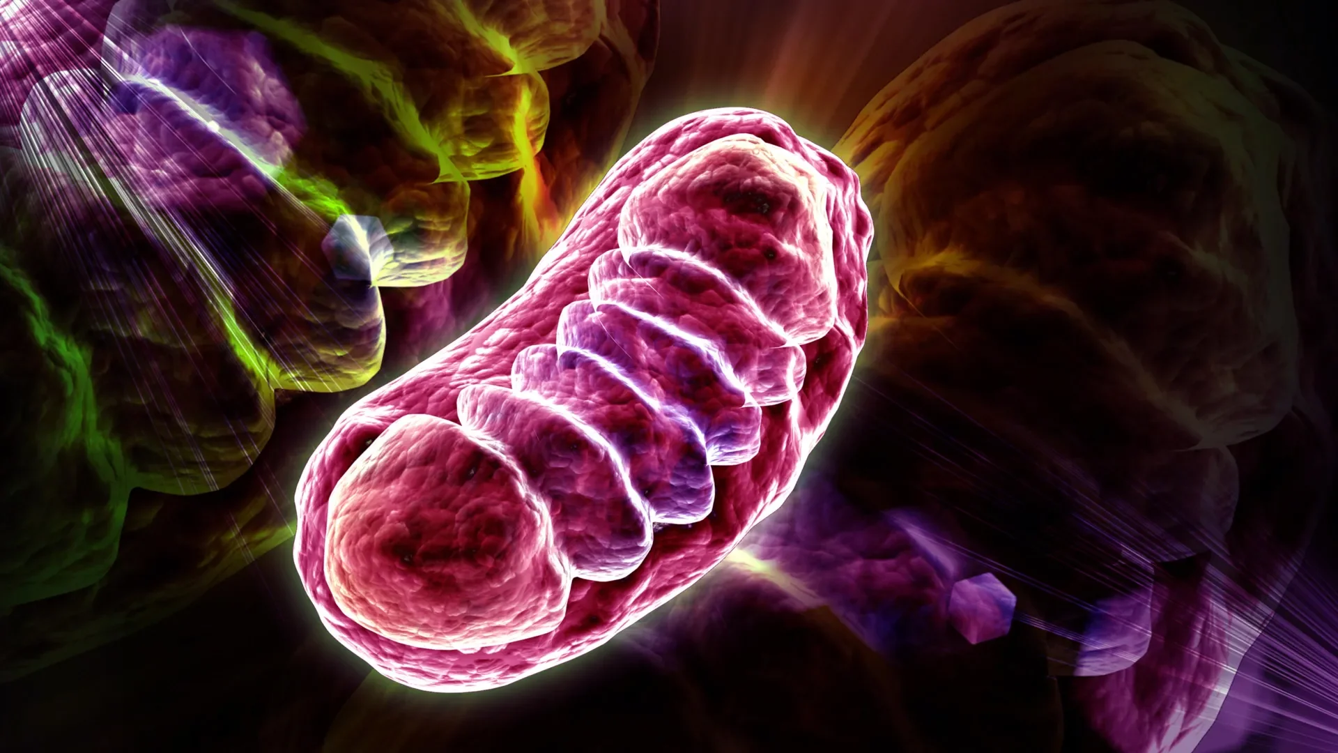 3D illustration of a mitochondrion representing cell aging and chronic inflammation. Credit: Shutterstock.