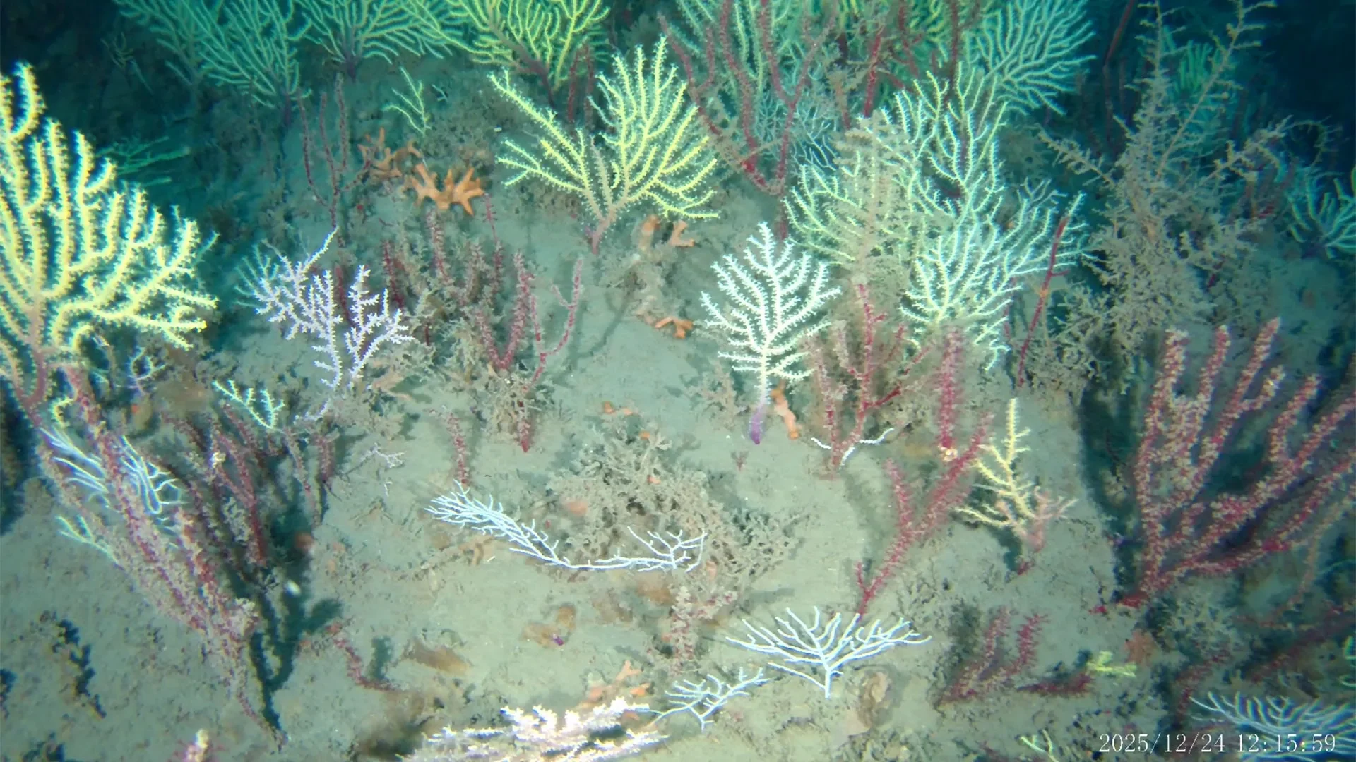 Vibrant underwater view of the rediscovered coral reef. Photo: Gérard Zinzindohoué.