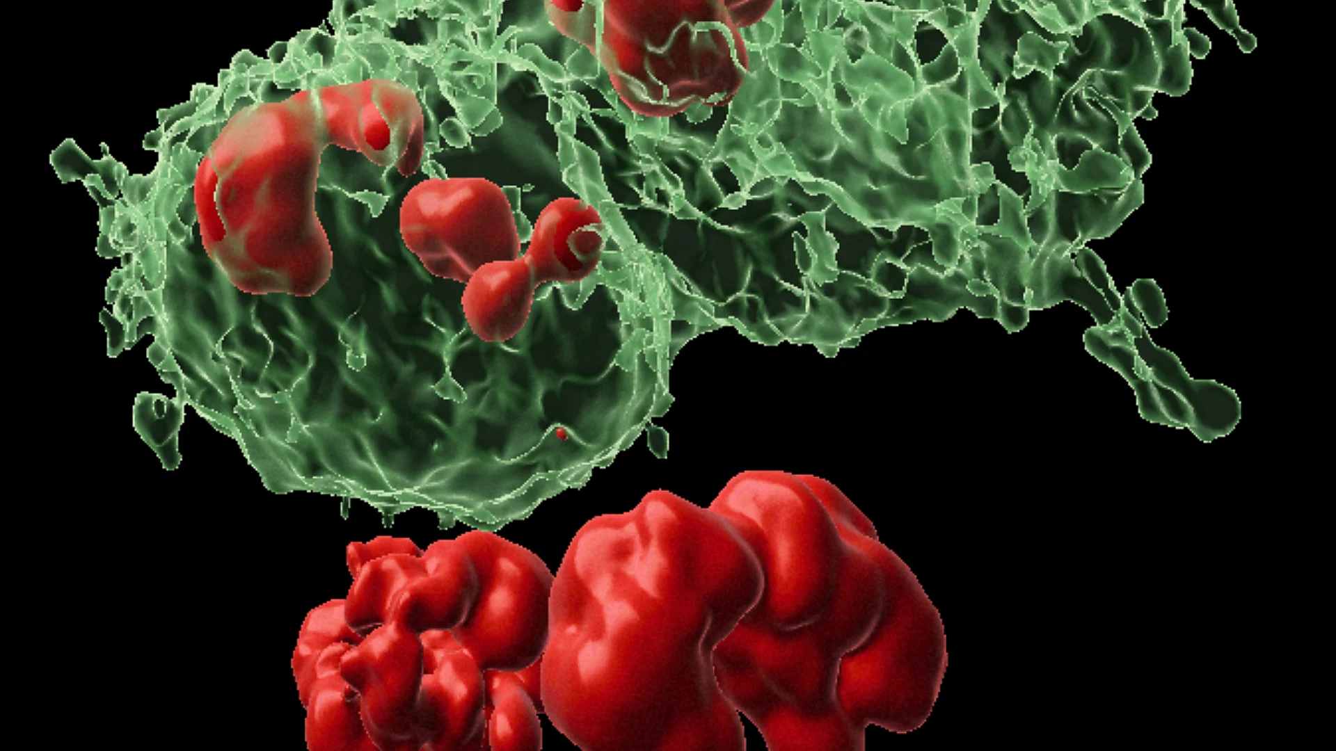 Microscopic view of green DARE cells and dividing NARE cells in developing fly wing epithelial tissue. Courtesy: Weizman