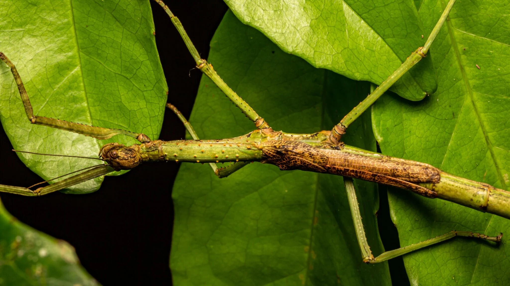 A female Anchiale mabiensis stick insect specimen. Photo: Angus J. Emmott/Jones et al., Austral Entomology, 2026.