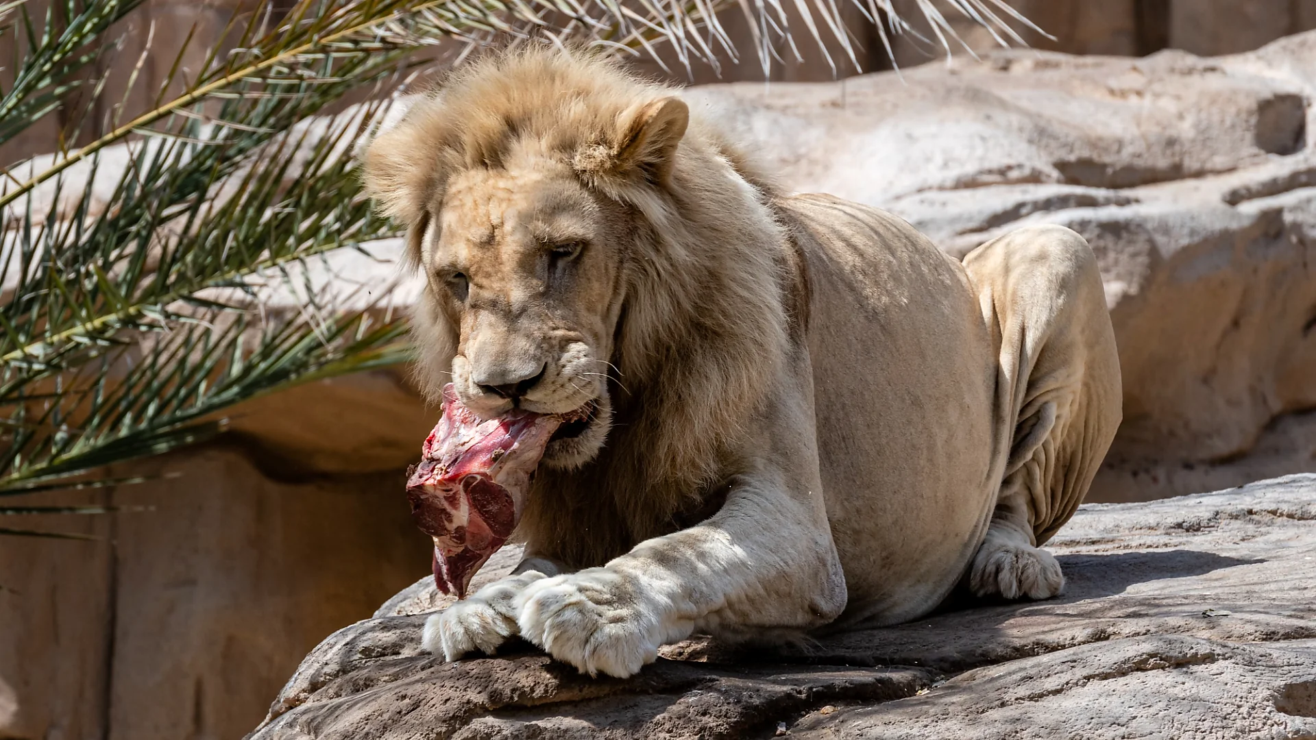 A powerful lion resting outdoors in sharp daylight while eating its meal. Photo: Kirandeep Singh Walia.