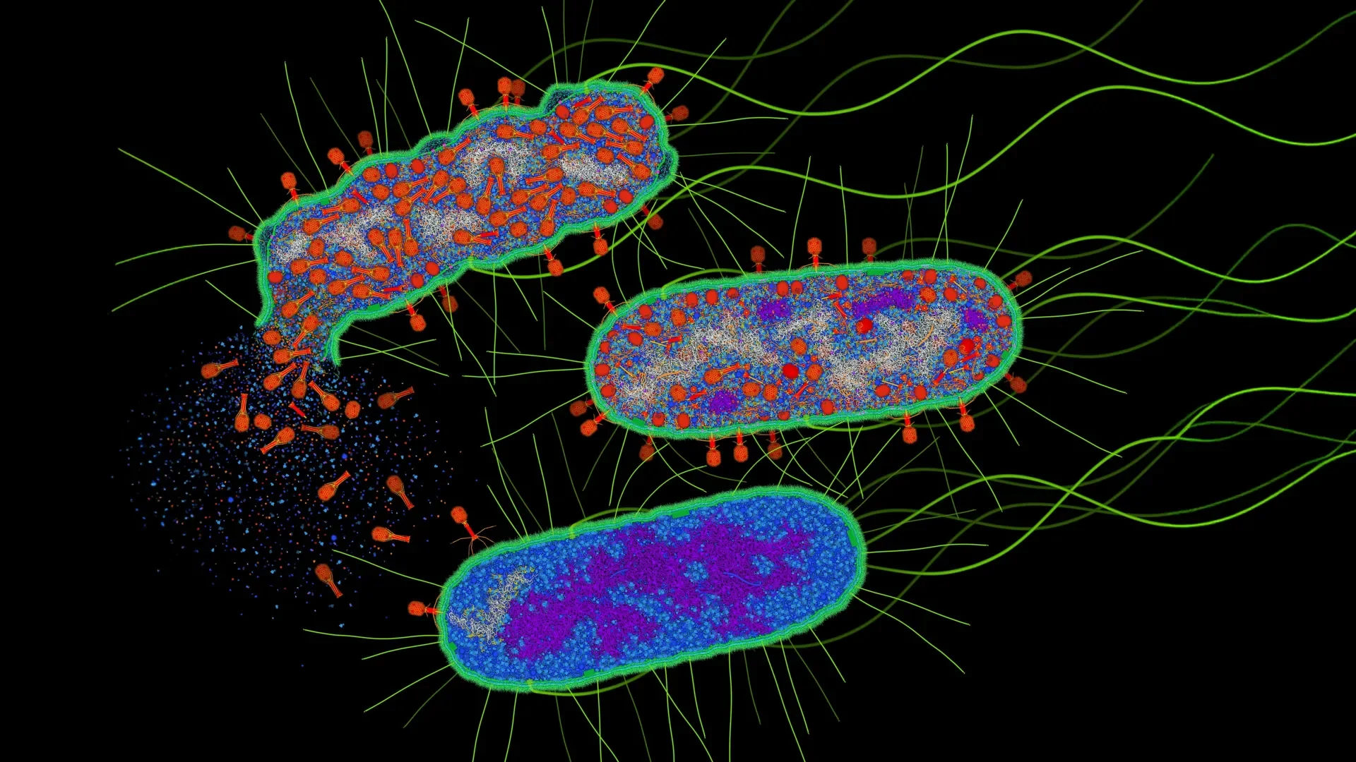 Three-stage molecular illustration showing red bacteriophages infecting and lysing a blue E. coli cell. Illustration: Da